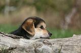 CORGI PEMBROKE 1036